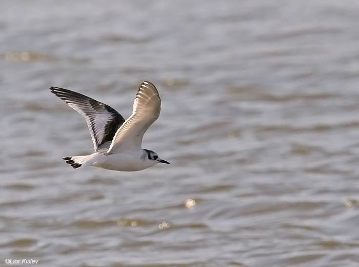    Little Gull  Larus minutus                                  , 2009.: 